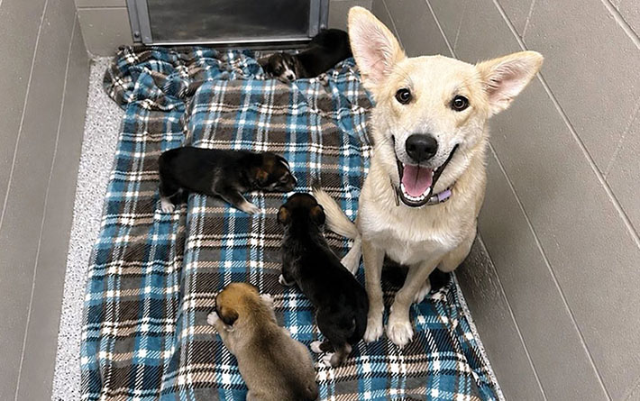 Stop dumping: Clinton County Animal Control pleads for public's help as shelter faces growing strain